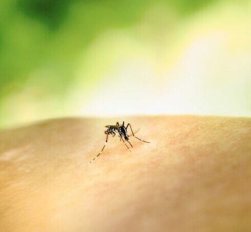 Infected Insect Bites